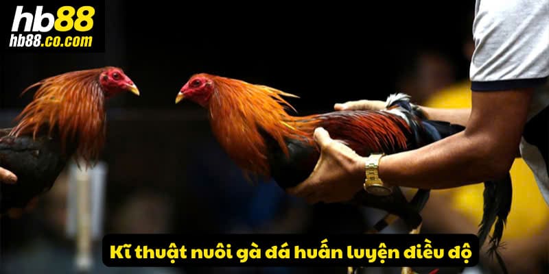 Kĩ thuật nuôi gà đá bằng cách huấn luyện điều độ