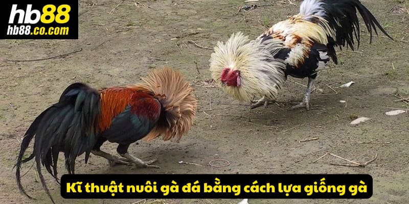 Kĩ thuật nuôi gà đá bằng cách lựa giống gà